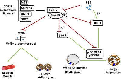 Novel Roles of Follistatin/Myostatin in Transforming Growth Factor-β Signaling and Adipose Browning: Potential for Therapeutic Intervention in Obesity Related Metabolic Disorders